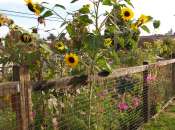 A picture of Tea Swamp community garden.