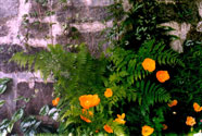 Photo of orange poppies growing against a grey stone wall.